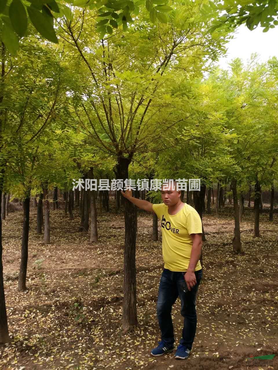 精品黃金槐
