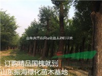 14公分國(guó)槐多少錢一棵
