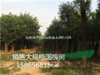 14公分國(guó)槐多少錢一棵