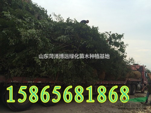 秋季15公分國槐多少錢一棵