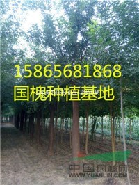 最近20公分國槐多少錢一棵 1500元