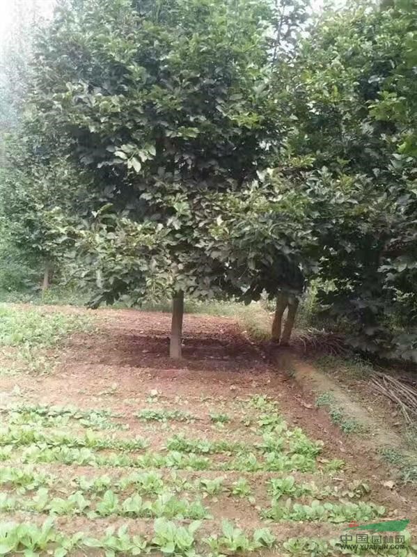 河南紅玉蘭