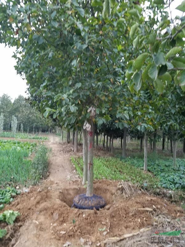 南陽紅玉蘭培育基地