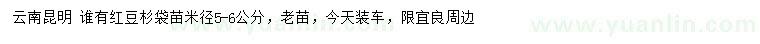 求購米徑5-6公分紅豆杉