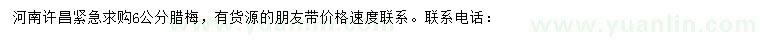 求購6公分臘梅
