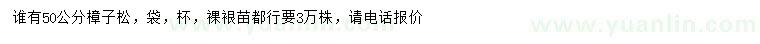 求購50公分樟子松
