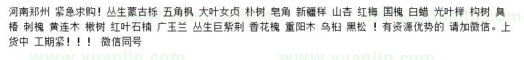 求購(gòu)叢生蒙古櫟、五角楓、大葉女貞等
