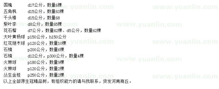 求購國槐、五角楓、千頭椿等