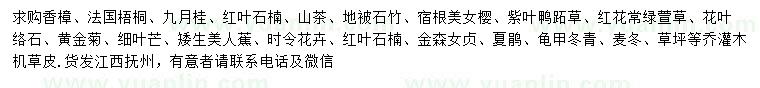 求購香樟、法國梧桐、九月桂等