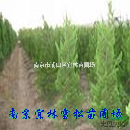 蜀檜價(jià)格|2.2米蜀檜價(jià)格|3.3米塔柏什么價(jià)格