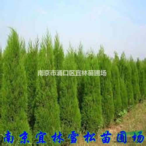 蜀檜價(jià)格|2.2米蜀檜價(jià)格|3.3米塔柏什么價(jià)格