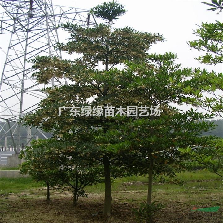 供應尖葉杜英/尖葉杜英袋苗/哪里有尖葉杜英