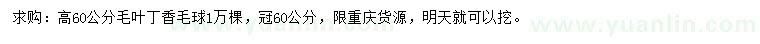 求購高60公分毛葉丁香毛球