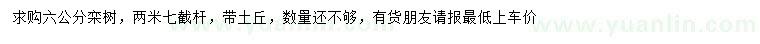 求購6公分欒樹 