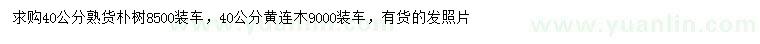 求購(gòu)40公分樸樹、黃連木