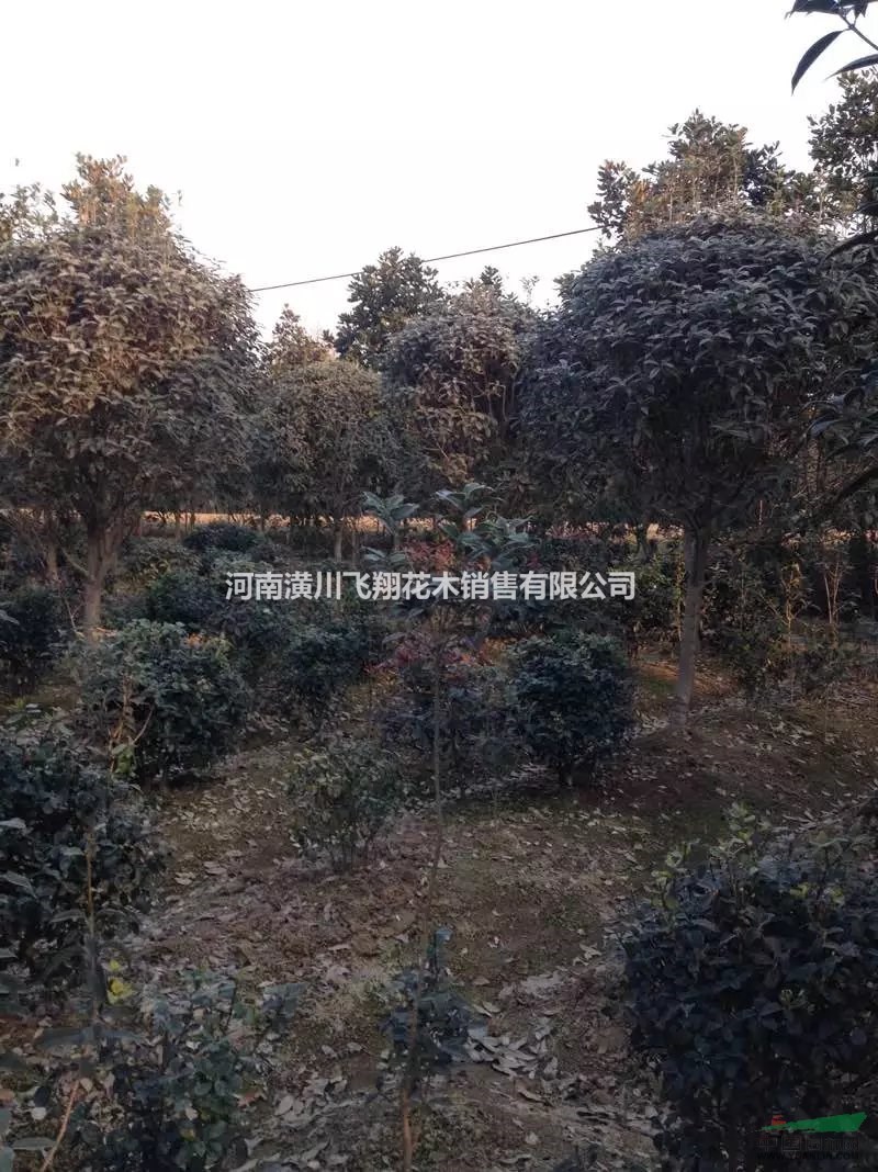 供應(yīng)八月桂花3--15公分
