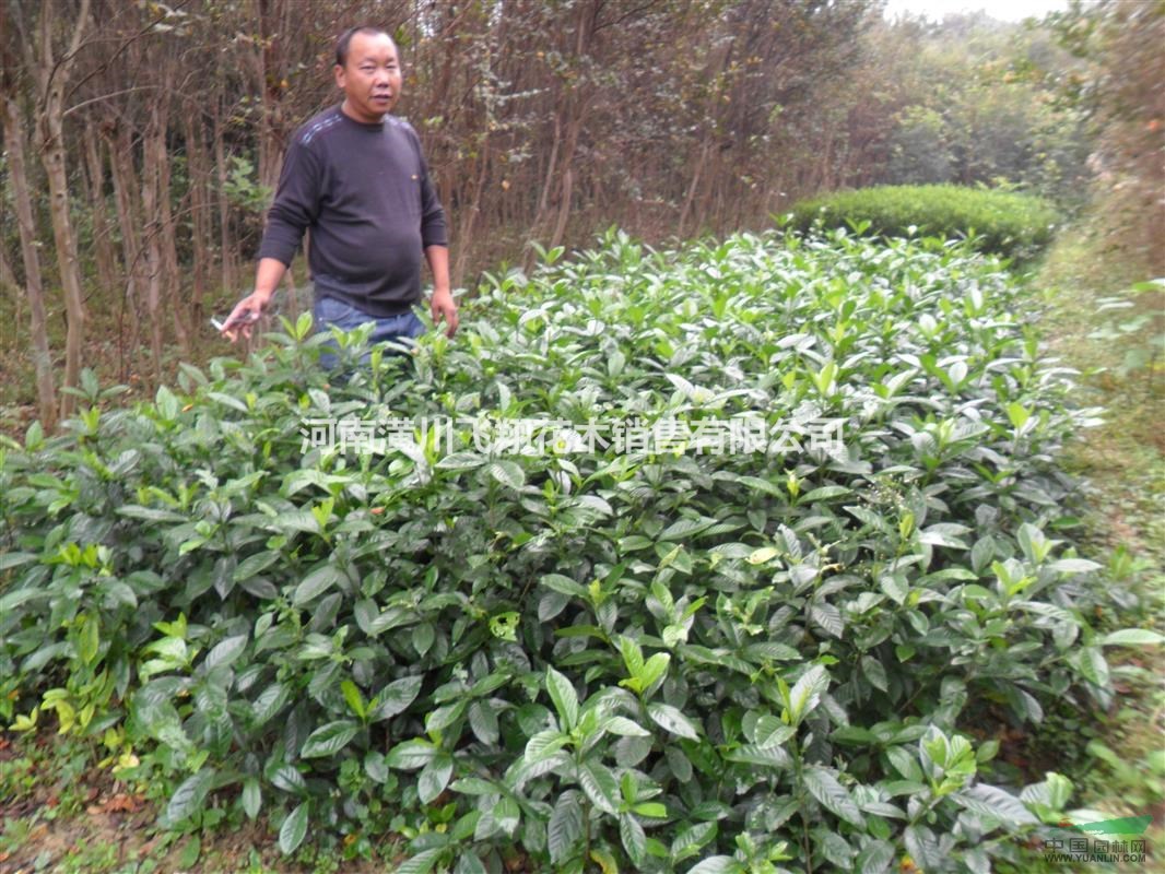 供應(yīng)園林工程小苗：大葉黃楊。金邊黃楊。小葉梔子。