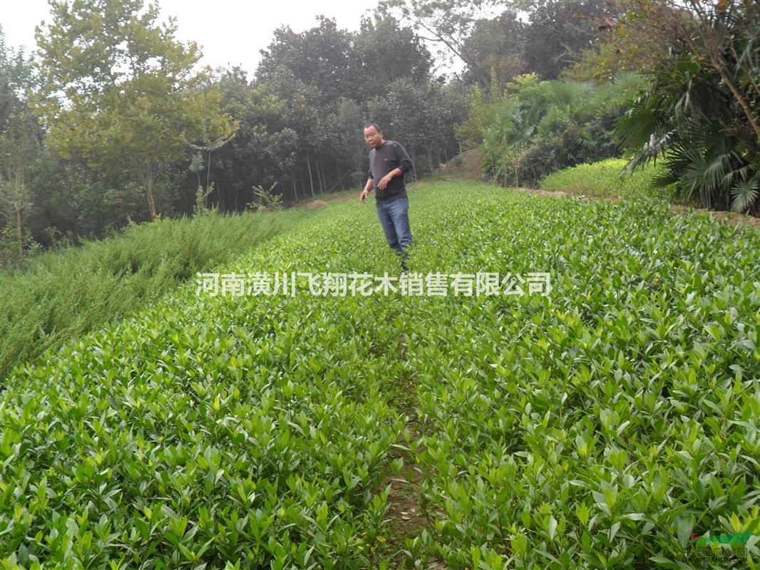 供應(yīng)園林工程小苗：大葉黃楊。金邊黃楊。小葉梔子。
