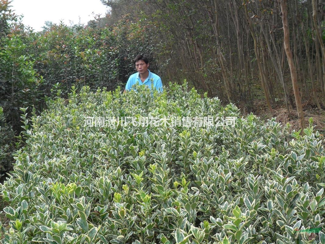 供應;金邊黃楊 大葉黃楊 金葉女貞