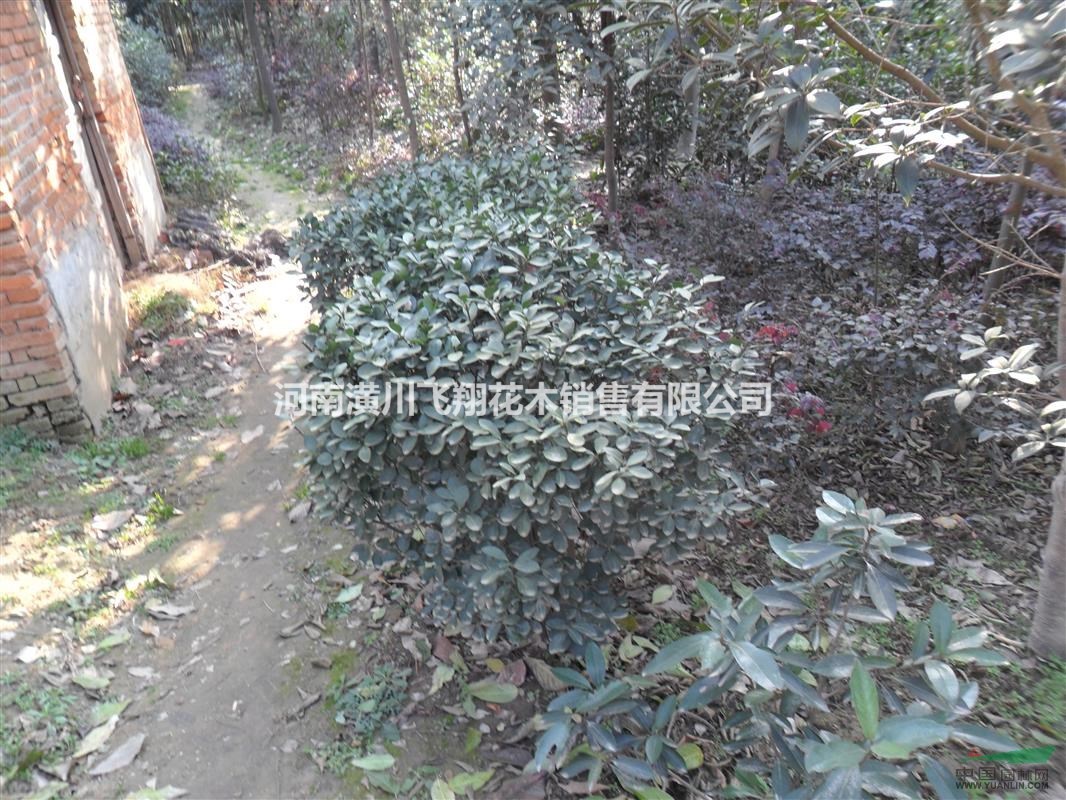供應;金邊黃楊 大葉黃楊 金葉女貞