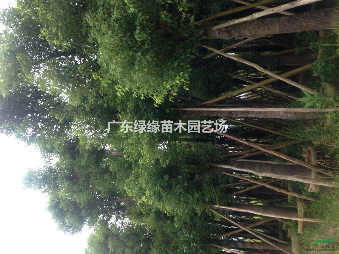 香樟袋苗/廣東香樟/哪里有香樟/哪里的香樟便宜