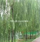 垂柳價格|南京垂柳價格|垂柳種植成活率高