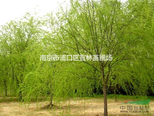 垂柳價格|南京垂柳價格|垂柳種植成活率高