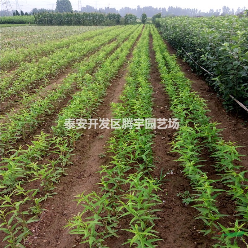 山東映霜紅桃樹(shù)苗價(jià)格