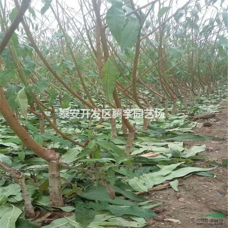 山東映霜紅桃樹(shù)苗價(jià)格