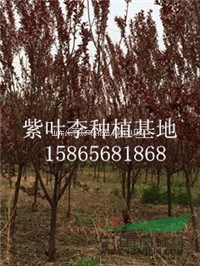 哪里有4公分太陽(yáng)李 價(jià)格是多少