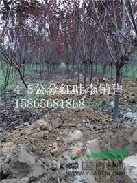 7公分太陽李多少錢一棵 哪里有