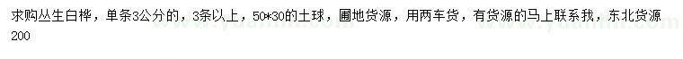 求購叢生白樺