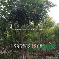 5公分欒樹價格是多少 哪里有