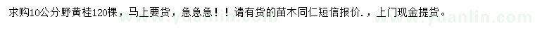 求購10公分野黃桂
