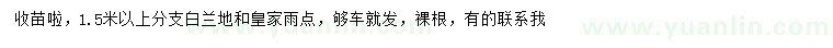 求購1.5米以上白蘭地、皇家雨點(diǎn)