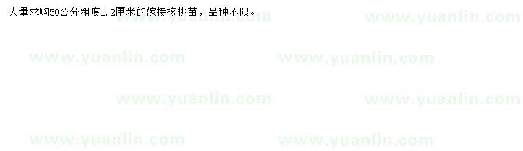 求購50公分核桃苗
