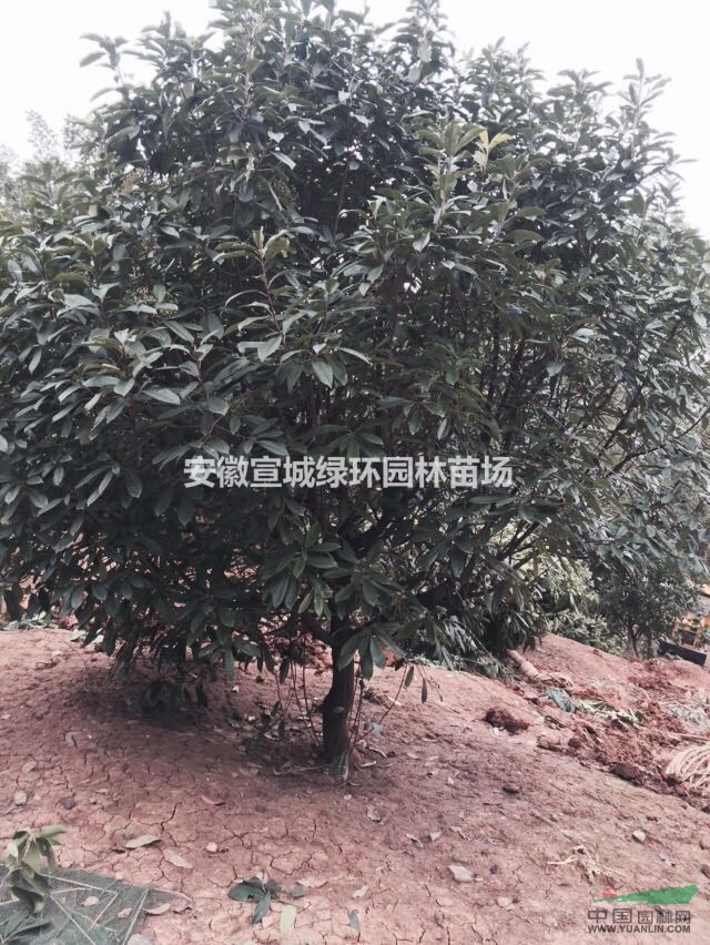 出售 本石楠