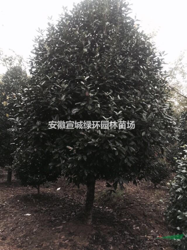 出售 本石楠