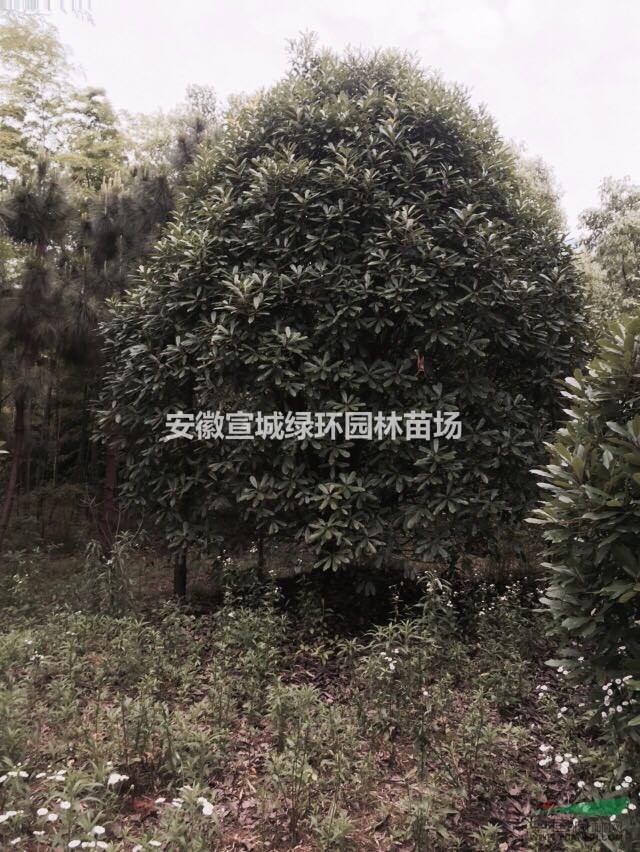 出售 本石楠