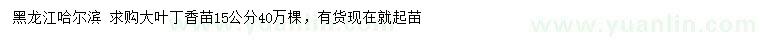 求購(gòu)15公分大葉丁香苗