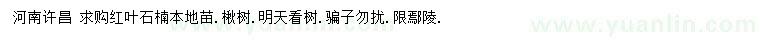 求購紅葉石楠本地苗、楸樹