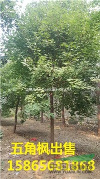 山東菏澤6公分五角楓價(jià)格