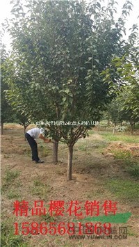 7公分五角楓價(jià)格是多少