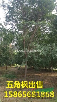 7公分五角楓價(jià)格是多少