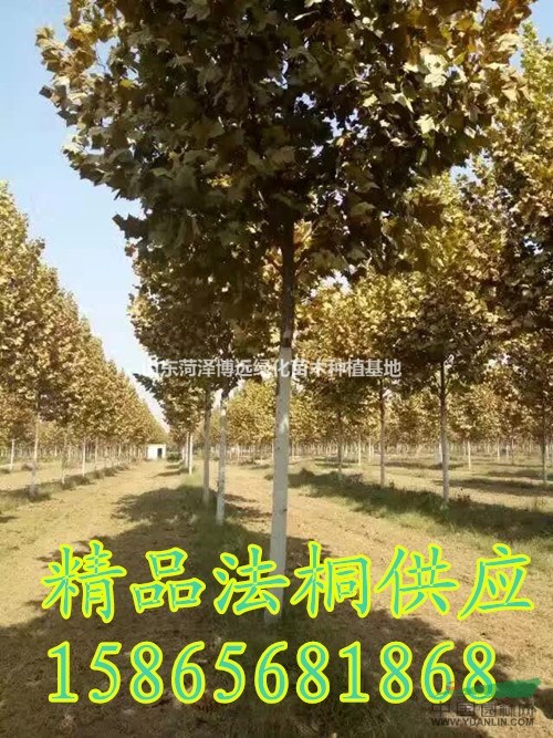 10公分法桐 哪里有造型速生法桐價格