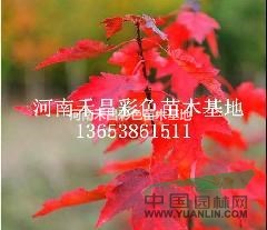 美國紅楓市場行情|2016年美國紅楓價(jià)格