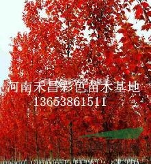 美國紅楓市場行情|2016年美國紅楓價(jià)格