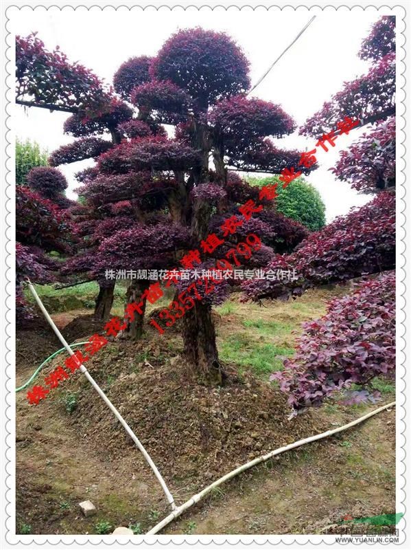 基地直供湖南紅花繼木、雙面紅花繼木、大葉雙面紅
