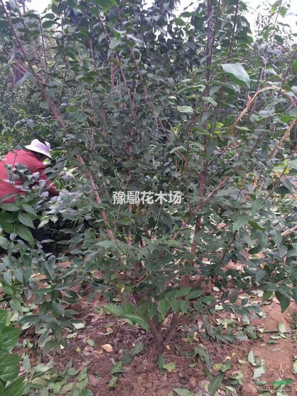 河南鄢陵豫鄢花木供應(yīng)臘梅  叢生臘梅  河南臘梅 精品古樁臘