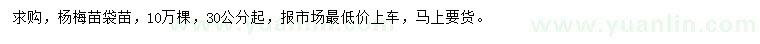 求購(gòu)30公分起楊梅苗